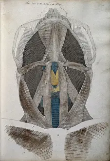 Neck Prints: Muscles of the neck: front view from below, between 1800 and 1899. Creator: Unknown