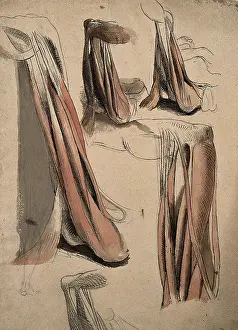Muscles Prints: The muscles and tendons of the leg and the arm (?), 1815. Creator: Charles Landseer