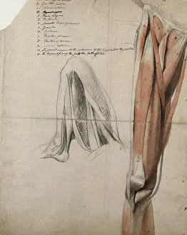 Bending Prints: The muscles and tendons of the leg: two figures