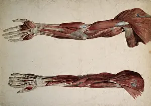 Muscles Prints: Muscles and tendons of the upper arm: two ecorches, 1800-1899. Creator: Unknown