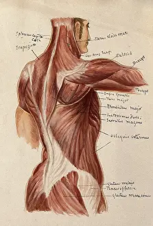 Portion Prints: Muscles of the trunk: an ecorche figures showing a side view of the torso