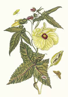 Botanical Illustration Gallery: Muscus-Bloem. From the Book Metamorphosis insectorum Surinamensium, 1705