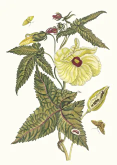 Plant Science Prints: Muscus-Bloem. From the Book Metamorphosis insectorum Surinamensium, 1705