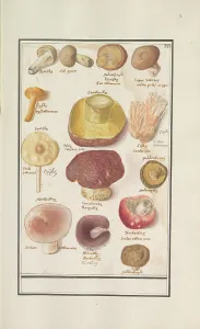Mushrooms Prints: Mushrooms, 1596-1610. Creators: Anselmus de Boodt, Elias Verhulst