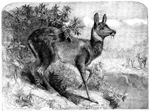 The Musk Deer, 1862 Heritage Images Art Prints, Posters