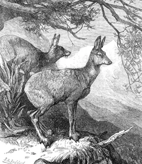 The Musk Deer at the Zoological Society's Gardens, 1869. Creator: Unknown