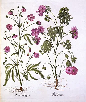 Musk Mallow, from Hortus Eystettensis, by Basil Besler (1561-1629), pub. 1613 Musk Mallow, from Hortus Eystettensis, by Basil Besler (1561-1629), pub. 1613