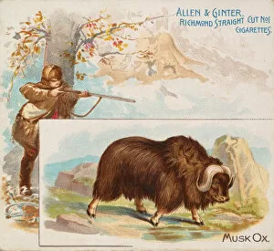 Images Dated 6th November 2020: Musk Ox, from Quadrupeds series (N41) for Allen & Ginter Cigarettes, 1890