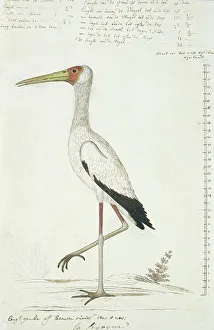 Stork Prints: Mycteria ibis (Yellow-billed stork), 1778. Creator: Robert Jacob Gordon