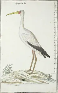 Stork Prints: Mycteria ibis (Yellow-billed stork or Wood stork), c.1778. Creator: Robert Jacob Gordon