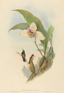 Myiabeillia typica (Abeille's Hummingbird). Creators: John Gould Myiabeillia typica (Abeille's Hummingbird). Creators: John Gould