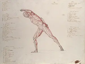 Salvage Prints: Myologic structure of the Borghese Gladiator statue: the figure is presented as an ecorche