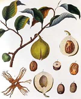 Myrsitica fragrans - nutmeg, c1798 Myrsitica fragrans - nutmeg, c1798