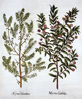 Spice Prints: Myrtle Varieties, from Hortus Eystettensis, by Basil Besler (1561-1629), pub