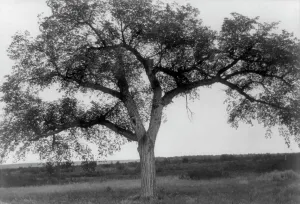 The mythic tree, c1908. Creator: Edward Sheriff Curtis