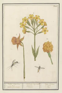 Narcissus Prints: Narcis (Narcissus), Golden primrose (Primula veris) and Tagetes (African marigold)