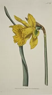 Narcissus Major (Great Daffodil), pub. 1793 (hand coloured engraving). Creator: English School