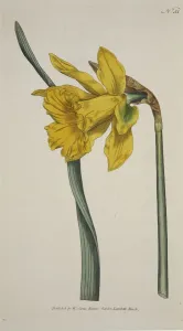 Narcissus Major (Great Daffodil), pub. 1793 (hand coloured engraving). Creator: English School Narcissus Major (Great Daffodil), pub. 1793 (hand coloured engraving). Creator: English School