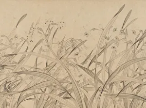 Narcissus Prints: Narcissus, mid-13th century. Creator: Zhao Mengjian