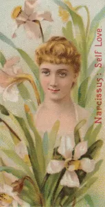 Duke W Sons Co Prints: Narcissus: Self Love, from the series Floral Beauties and Language of Flowers (N75