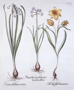 Narcissus, Tulip and Summer Snowflake, from Hortus Eystettensis Narcissus, Tulip and Summer Snowflake, from Hortus Eystettensis