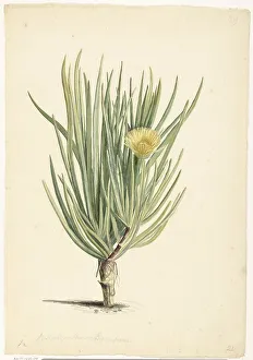Laurens Vincentsz Van Der Vinne Prints: Narrow-leaved Iceplant in Bloom, 1668-1729. Creator: Vincent Laurentz van der Vinne I