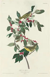 Warbler Prints: Nashville Warbler, 1830. Creator: Robert Havell