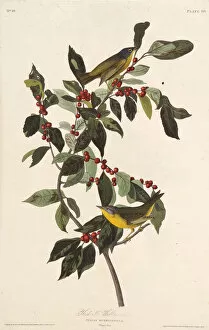 Audubon Gallery: The Nashville warbler. From The Birds of America, 1827-1838. Creator: Audubon