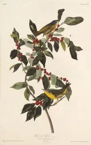 The Nashville warbler. From The Birds of America, 1827-1838. Creator: Audubon