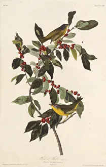 Audubon Prints: The Nashville warbler. From The Birds of America, 1827-1838. Creator: Audubon