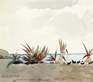 1899 Prints: Nassau Beach with Century Plants, 1899. Creator: Winslow Homer
