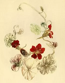 Botanical Collection: Nasturtium, c1930s? (1946). Creator: Vere Temple