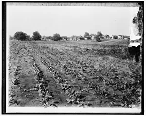 Shortage Prints: National Emergency Food Garden