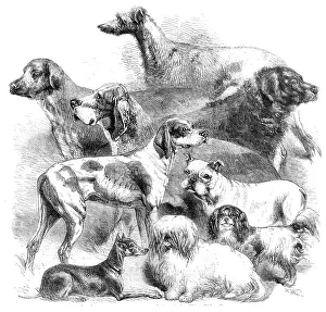 Dog Show Prints: National Exhibition of Dogs at Birmingham, 1860. Creator: Harrison Weir
