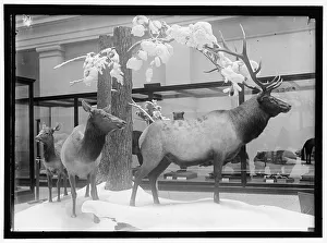 National Museum, between 1910 and 1917. Creator: Harris & Ewing. National Museum, between 1910 and 1917. Creator: Harris & Ewing