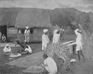 Jamaican Collection: Native labourers Preparing Rice in Jamaica, c1890
