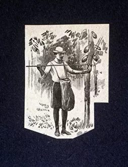 Berries Gallery: Native picking up berries of the cocoa tree, drawing 1914