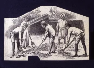 Spreading Prints: Native spreading cocoa beans to dry at sun, drawing, 1914