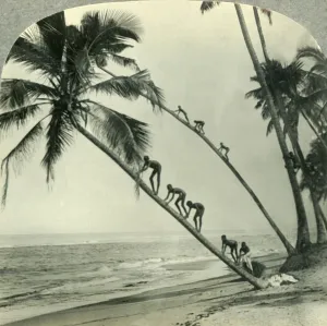 Indian Ocean Prints: Natives Climbing Palm Trees Overhanging an Orient Sea, Island of Ceylon, c1930s