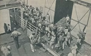 Jamaican Collection: Natives loading bananas at Kingston, Jamaica, chant Scottish psalms, 1937