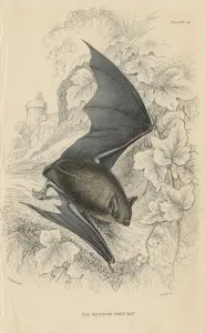 Macgillivray Prints: Natterers bat (Myotis nattereri), 1828