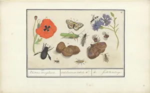 Deck Paint Prints: Natural History Ensemble (No. 11), 1596-1610. Creators: Elias Verhulst, Anselmus de Boodt