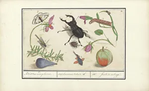 Deck Paint Prints: Natural History Ensemble (No. 13), 1596-1610. Creators: Elias Verhulst, Anselmus de Boodt