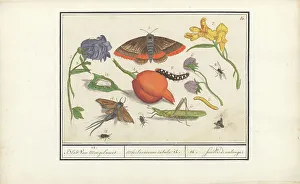 Natural History Ensemble (No. 14), 1596-1610. Creators: Elias Verhulst, Anselmus de Boodt
