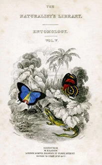 The Naturalists Library, Entomology, Vol V, Butterflies, c1833-1865.Artist: William Home Lizars