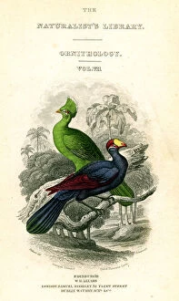 Images Dated 19th February 2007: The Naturalists Library, Ornithology, Senegal Touraco, Violet Plantain Eater, c1833-1865