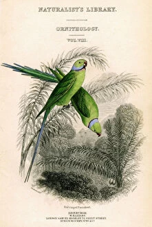 Images Dated 19th February 2007: The Naturalists Library, Ornithology Vol VIII, Red ringed Parrakeet, c1833-1865