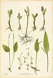 Cyathea Prints: Nature Print of Moonwort and Adder's Tongue Ferns