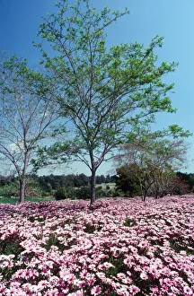 Spring Collection: Natures Abundance. Creator: Robert Manno