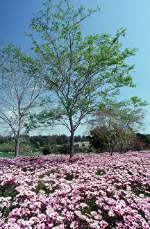 Artography Limited Prints: Natures Abundance. Creator: Robert Manno